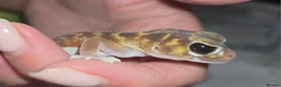 Gecko reptiles for sale: Smooth knob-tailed gecko  - Advert 1