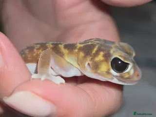 Gecko reptiles Smooth knob-tailed gecko - Advert 1