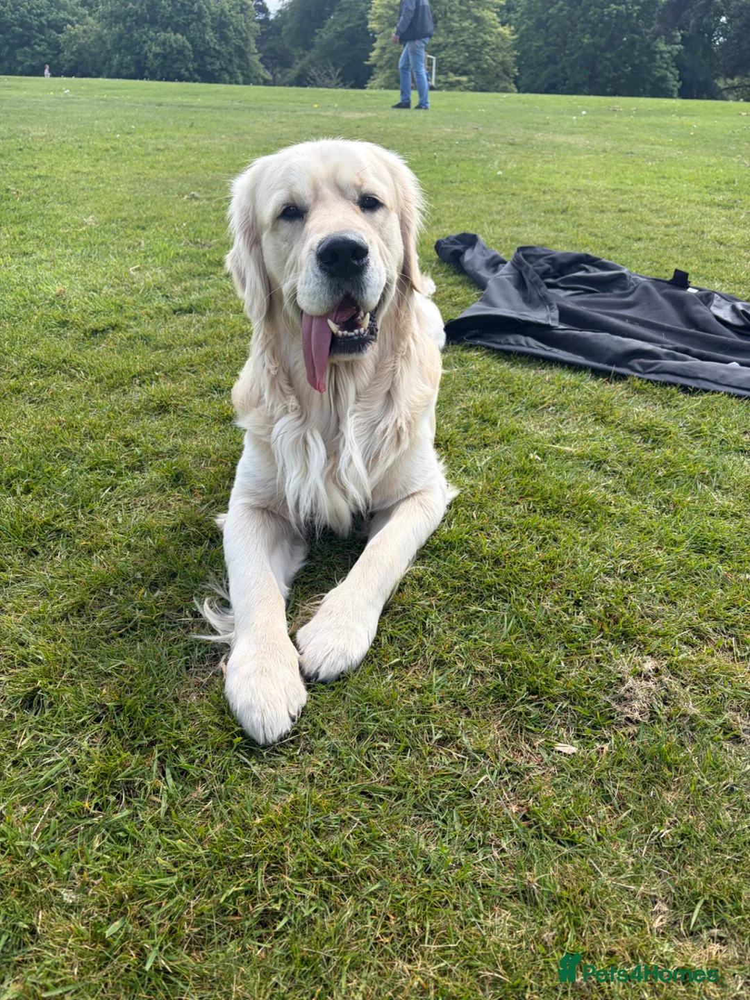 Golden Retriever dogs for stud: Hunky boy for stud  - Advert 1