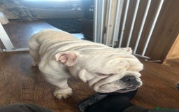 English Bulldog dogs for sale: Brother and sister for sale £2500 for both  - Advert 11
