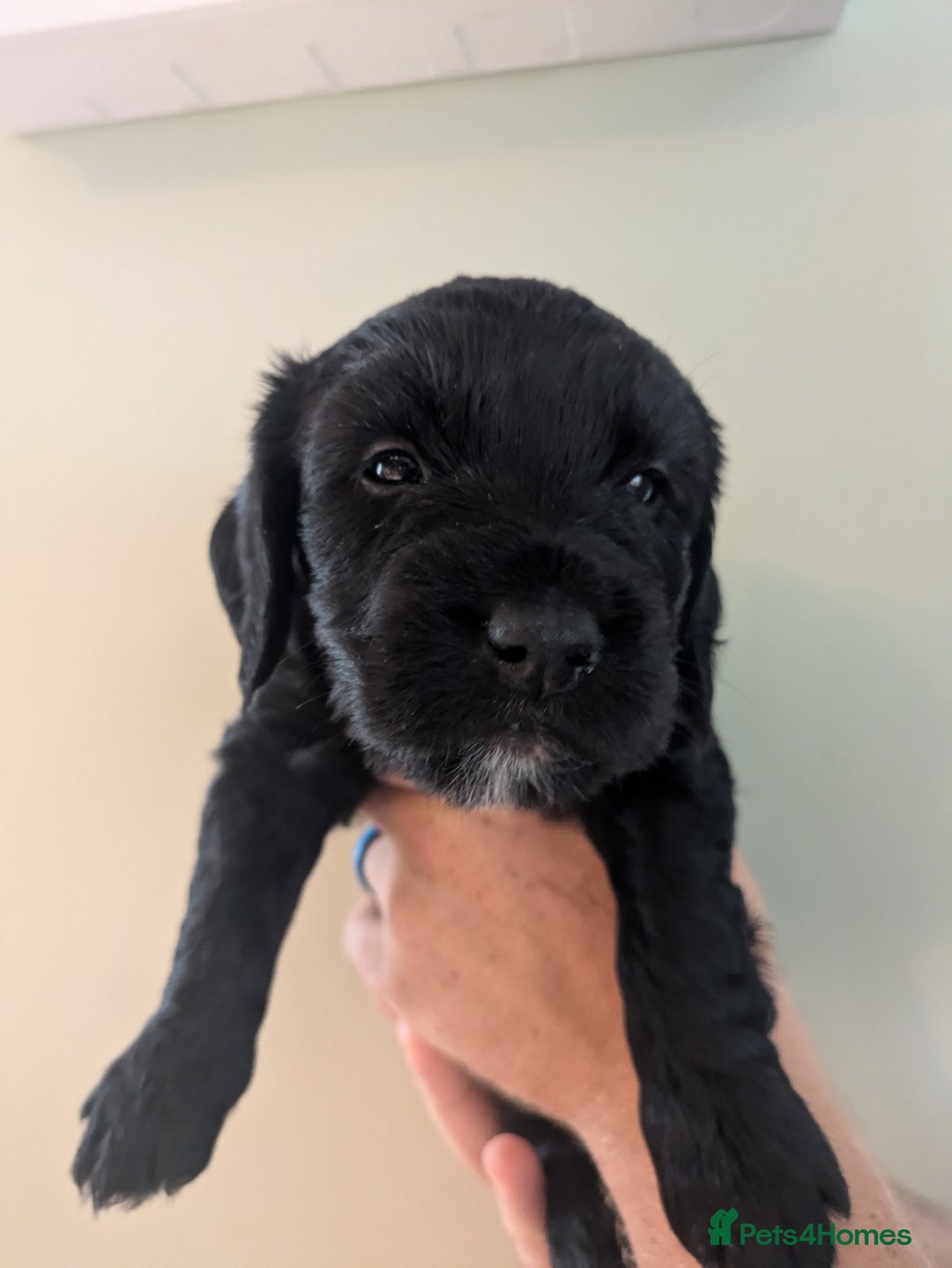 Springador dogs for sale: Springador puppies  - Image 12