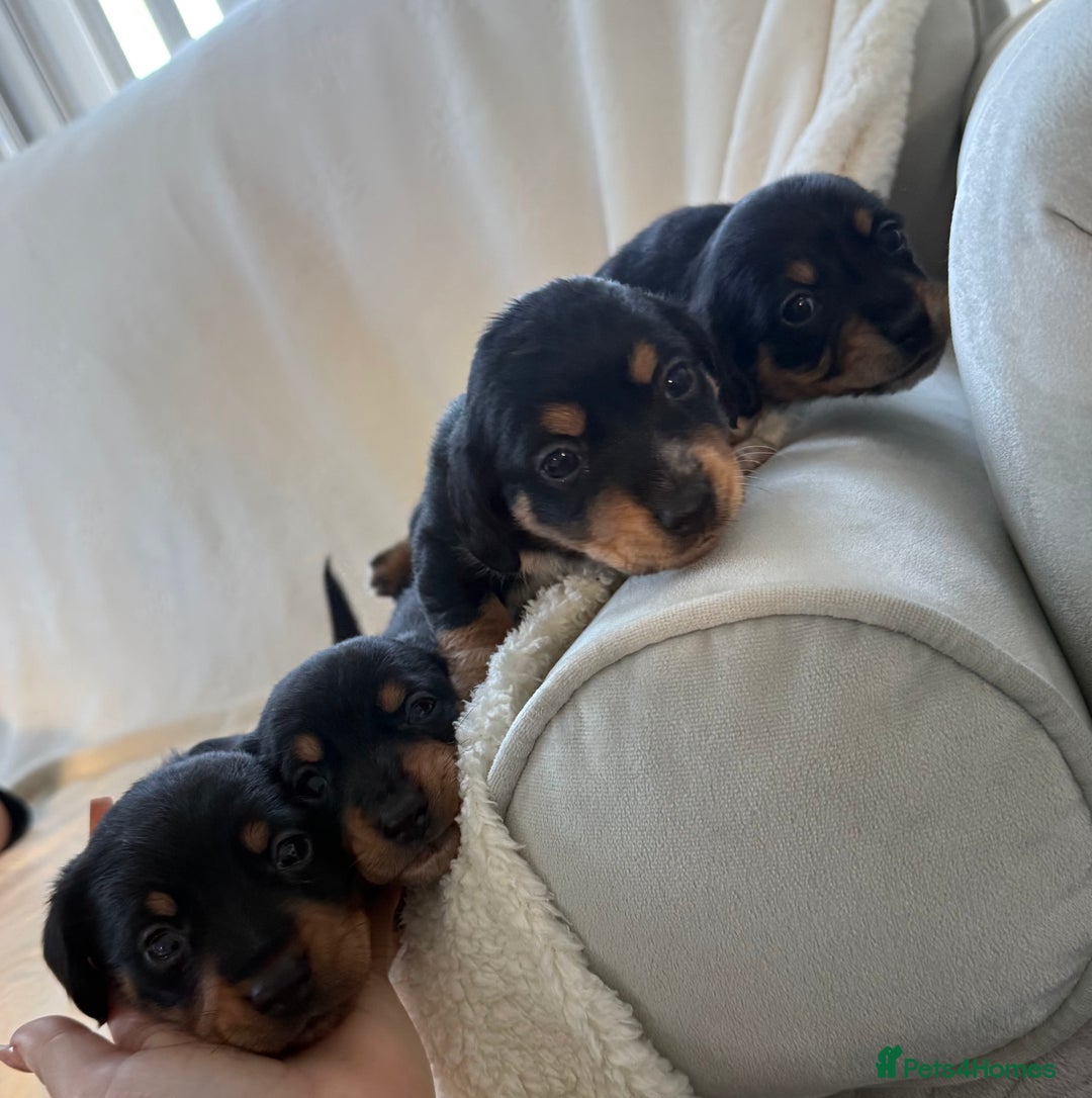 Mixed Breed dogs for sale: Beautiful jackadac puppys  - Advert 12
