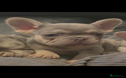 French Bulldog dogs for sale: 🐾 Stunning Pups Only 2 left  🐾 - Image 16