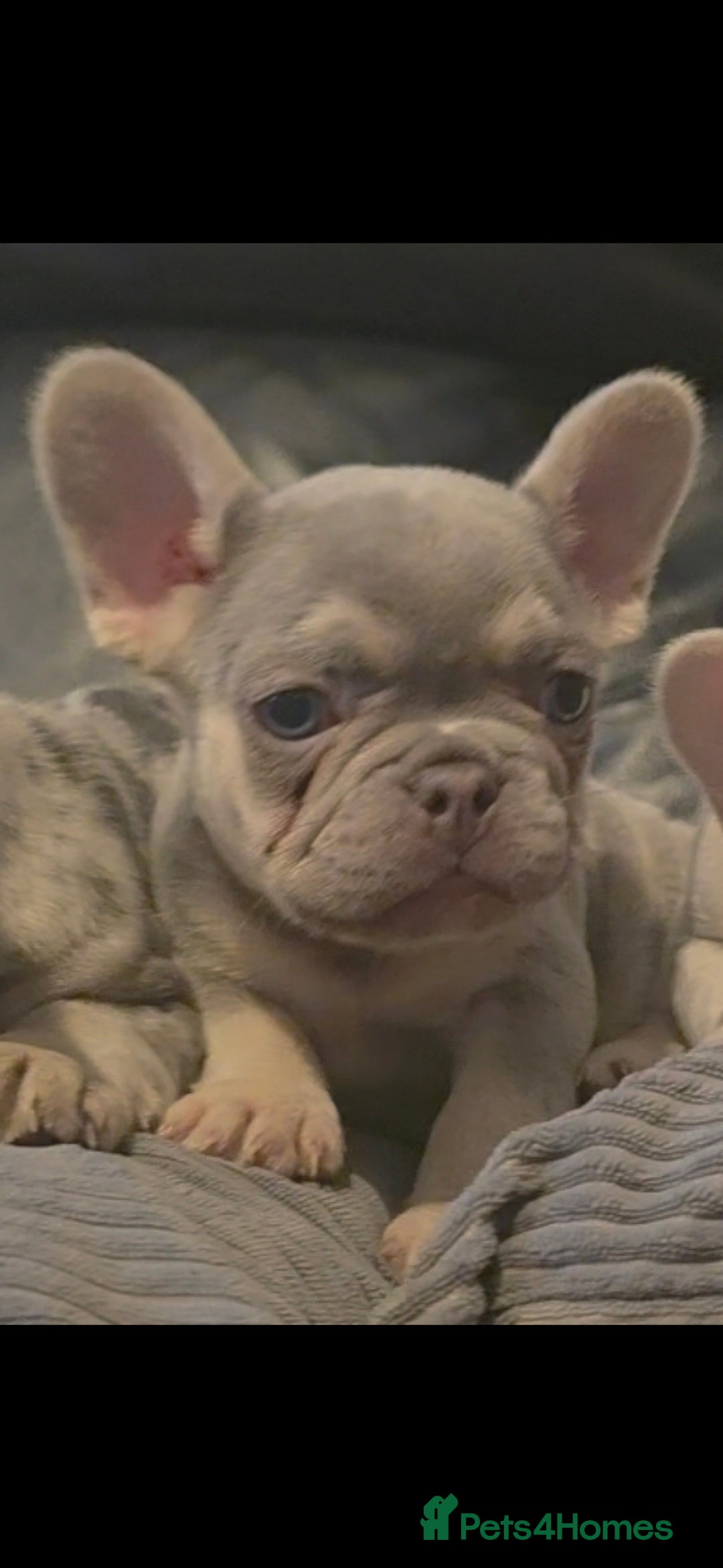 French Bulldog dogs for sale: 🐾 Stunning Pups Only 2 left  🐾 - Image 16