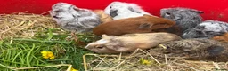 Guinea Pig rodents for sale: Guinea pig babies and young adults available  - Advert 1