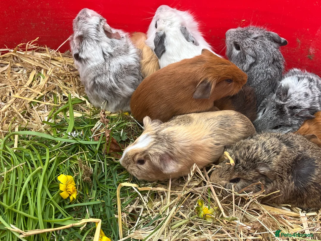 Guinea Pig rodents for sale: Guinea pig babies and young adults available  - Advert 1