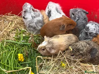 Guinea Pig rodents Guinea pig babies and young adults available - Advert 14