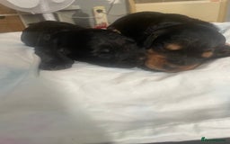 Cocker Spaniel dogs for sale: Cocker spaniel pups  - Image 1