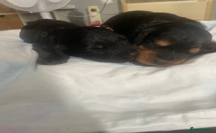 Cocker Spaniel dogs - Advert 2