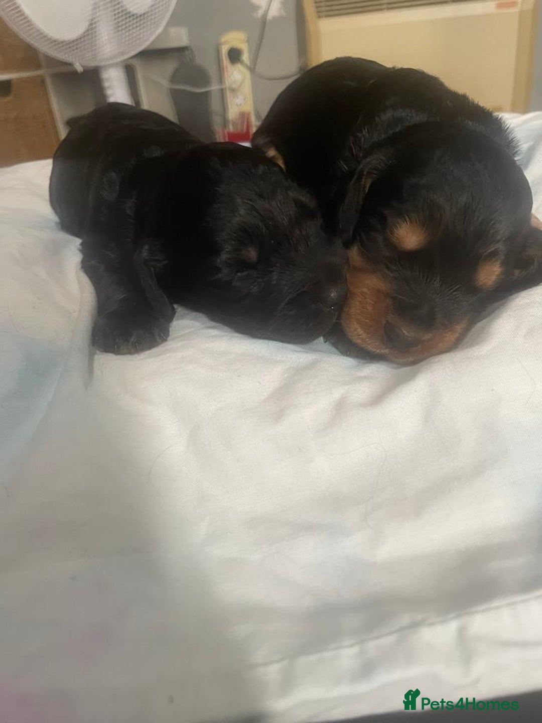 Cocker Spaniel dogs for sale: Cocker spaniel pups  - Image 1