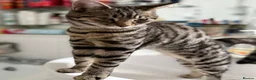 Domestic Shorthair cats for sale: Beautiful, Loving 1-Year-Old Female Cat  - Advert 2