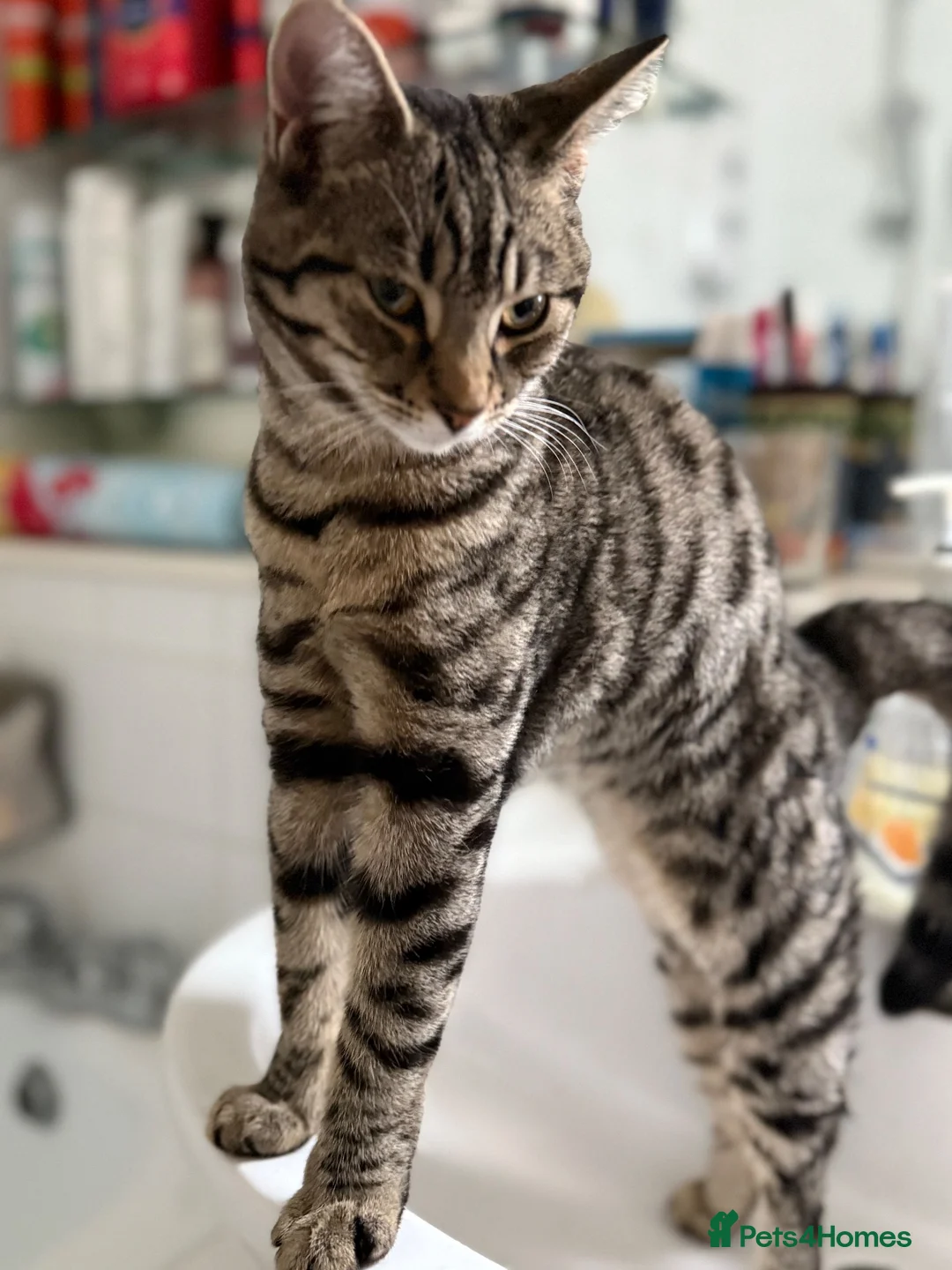 Domestic Shorthair cats for sale: Beautiful, Loving 1-Year-Old Female Cat  - Advert 2
