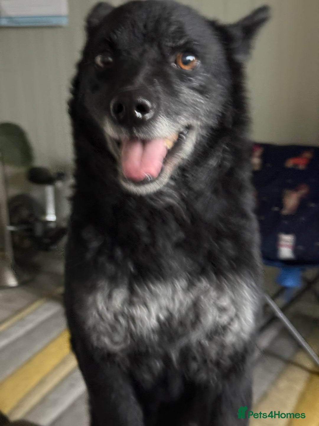 Mixed Breed dogs for adoption: Sweet Romeo Looking for LOVE - Advert 11