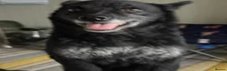 Mixed Breed dogs for adoption: Sweet Romeo Looking for LOVE - Advert 12