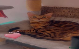 Bengal cats for sale: Pure bengal boy  - Image 5