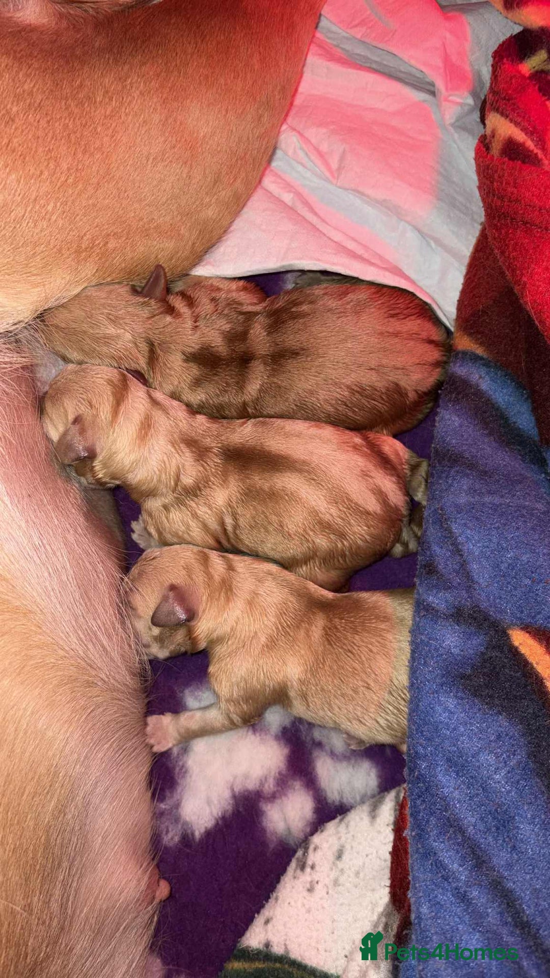 Labrador Retriever dogs for sale: Labrador Retriever Puppies for sale  - Advert 5