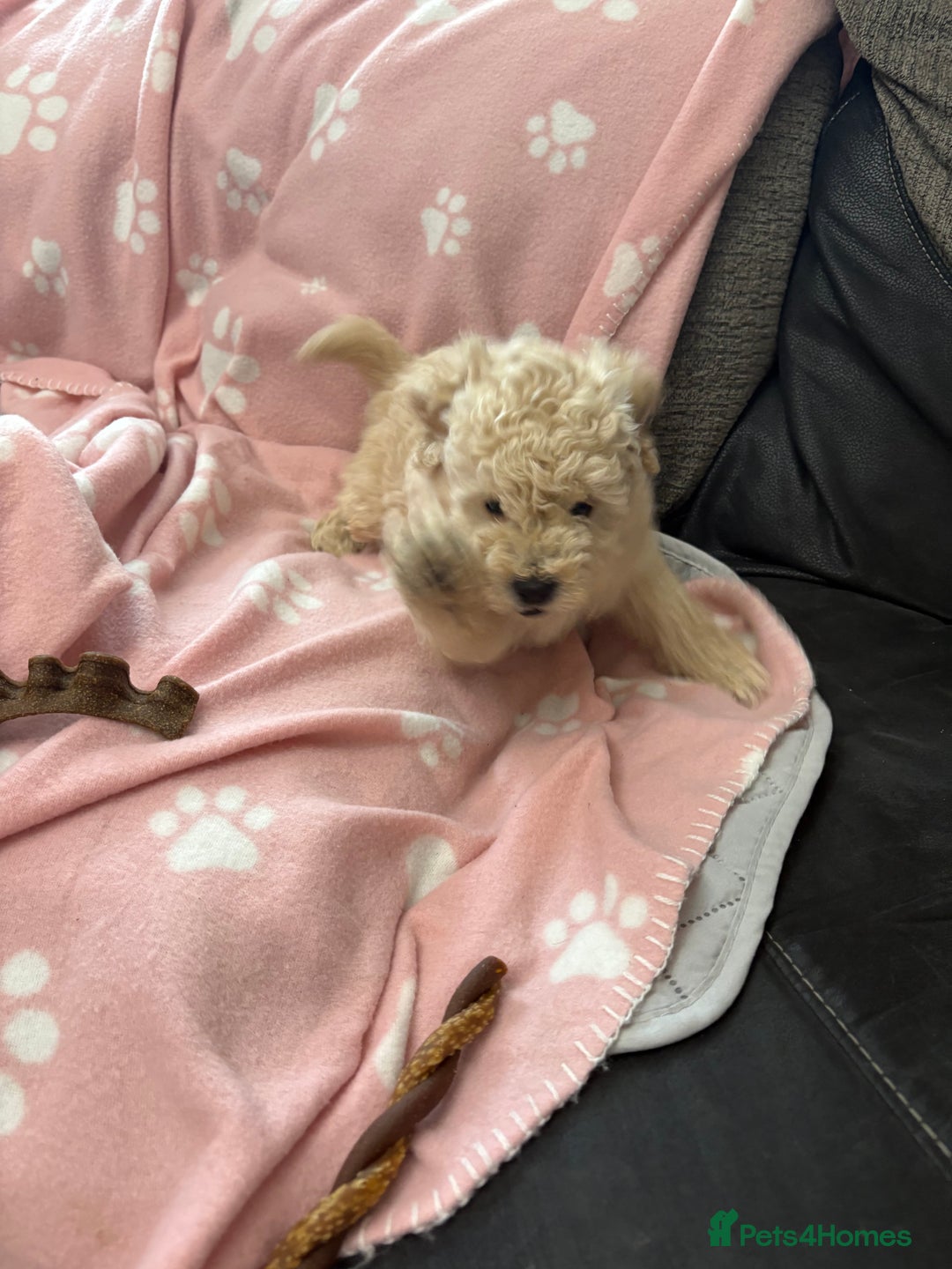 Toy Poodle dogs for sale: Toy poodle puppies for sale - Advert 15