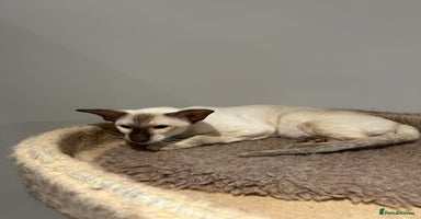 Siamese cats - Advert 1