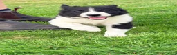 Border Collie dogs for sale: 2 Beautiful Collie Dogs for sale  - Advert 4