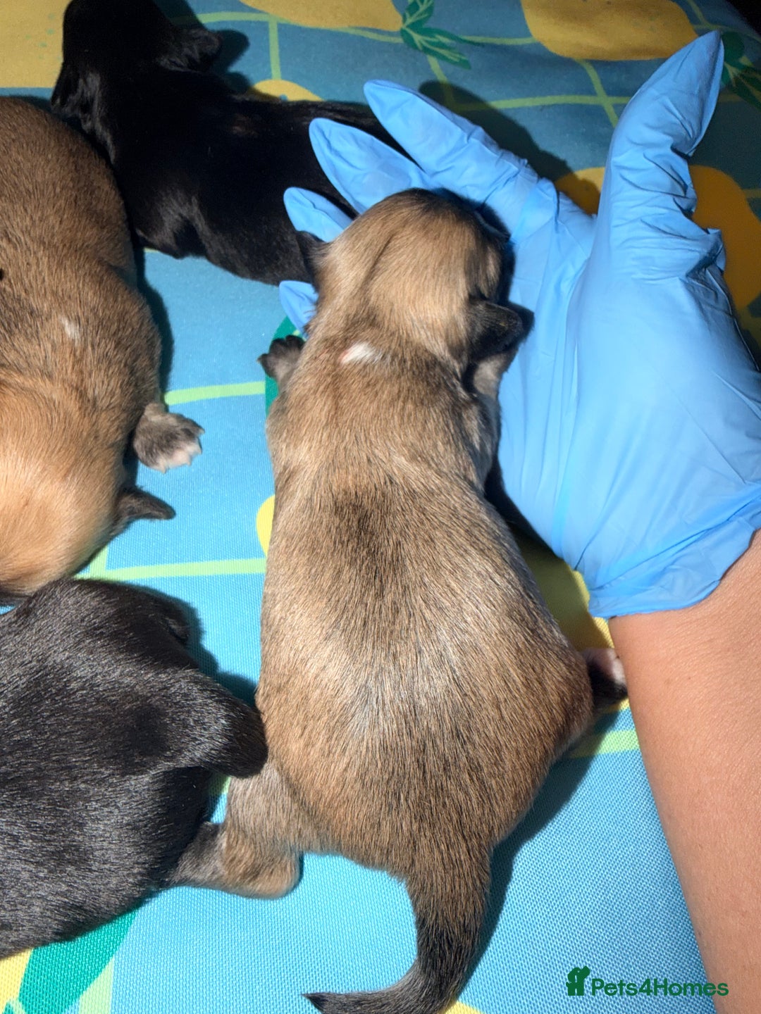 Mixed Breed dogs for sale: Malchi babies  - Advert 6