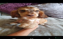 Cocker Spaniel dogs for stud: Chocolate Roan stud - Image 12