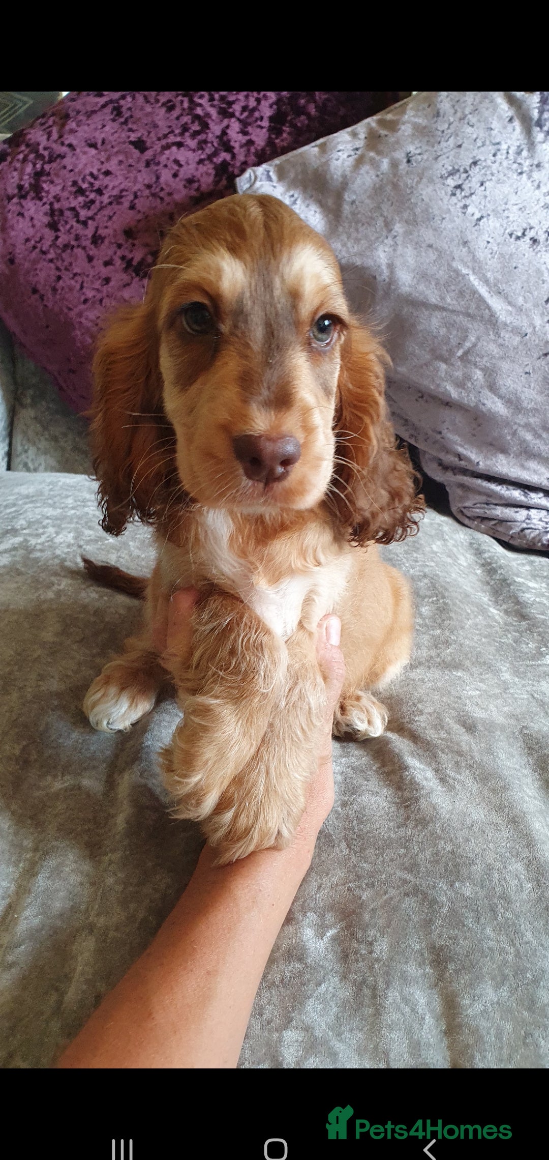 Cocker Spaniel dogs for stud: Chocolate Roan stud - Image 12