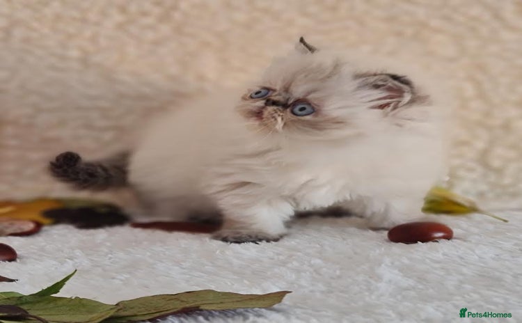 Persian cats - Advert 12