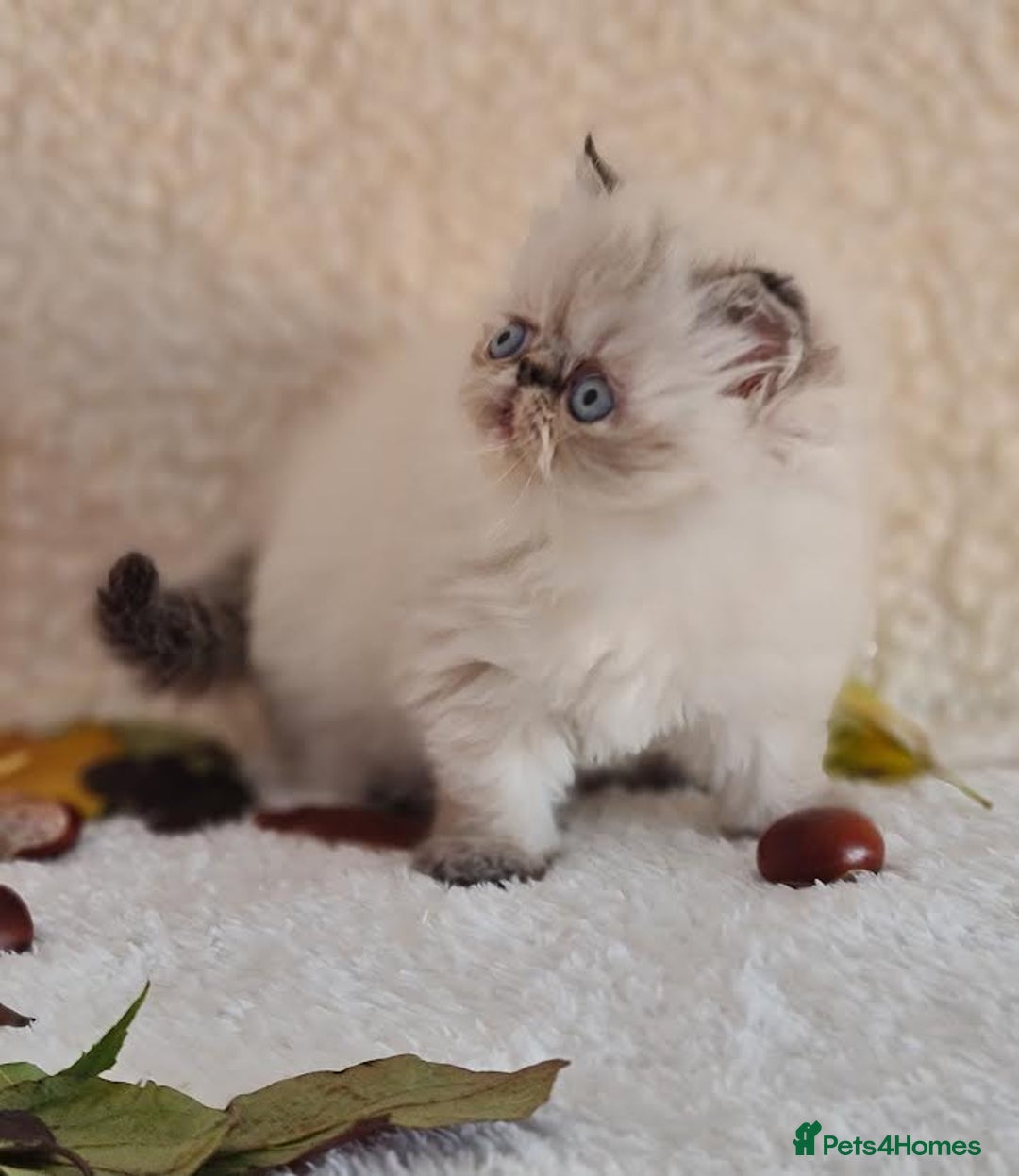 Persian cats for sale: Persian Kittens - Image 1