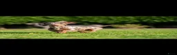 Miniature Dachshund dogs for stud: Mr Bogangles  - Advert 5