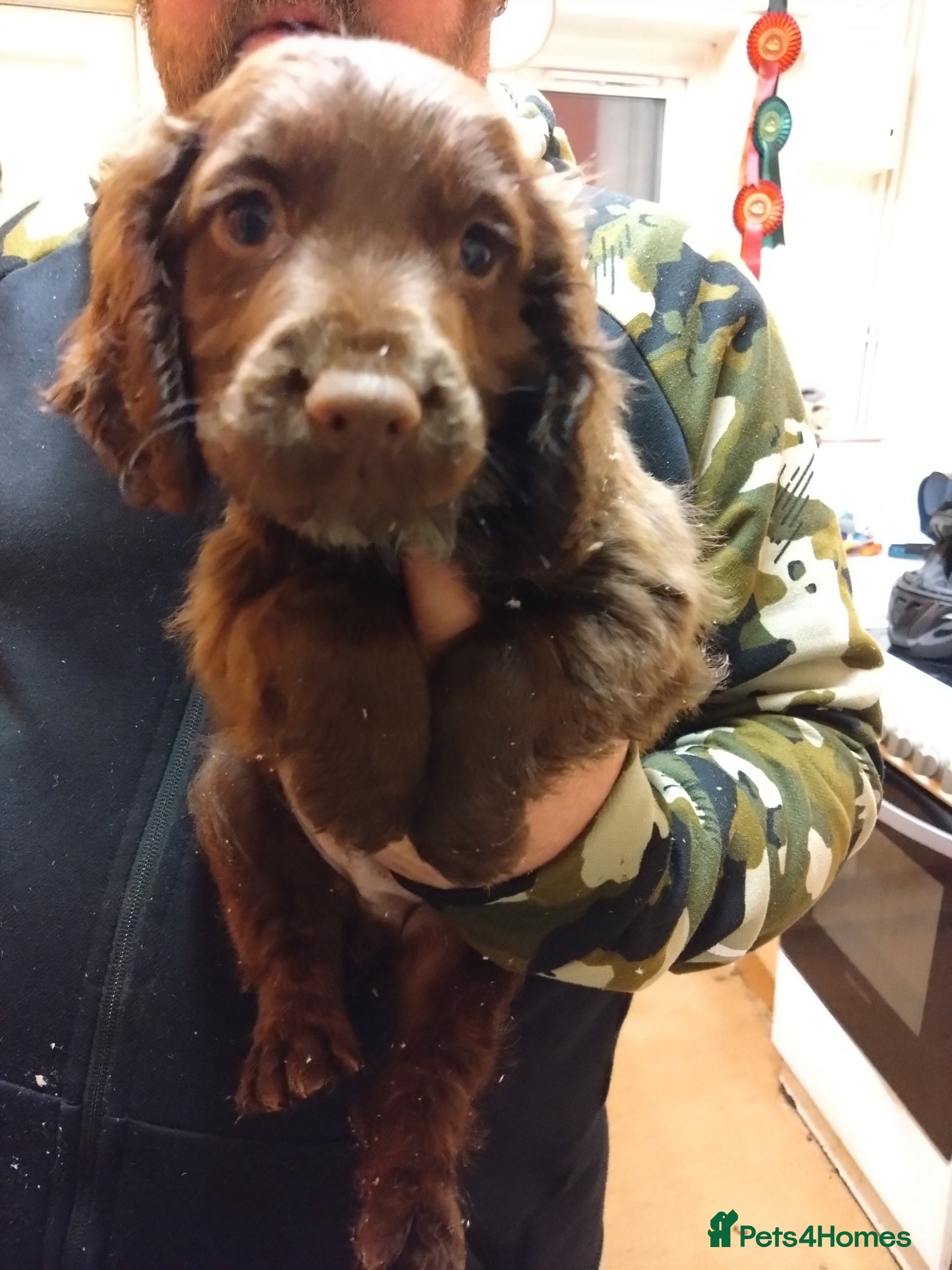 Cocker Spaniel dogs Working cocker spaniel pups - Advert 14