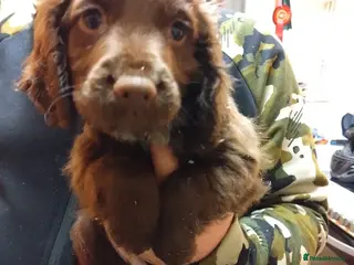 Cocker Spaniel dogs Working cocker spaniel pups - Advert 14