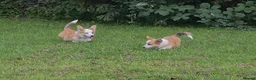 Welsh Corgi Pembroke dogs for sale: Corgi Puppies for Loving Homes – 1 Male, 1 Female - Advert 9