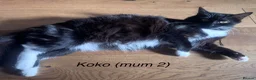 Mixed Breed cats for sale: Persian X Maincoon X Nebelung - Advert 21