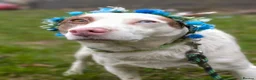 Mixed Breed dogs for adoption: ❤️🐶 PEPPA– SHE LIGHTS UP EVERY COMPANY in Burton-on-Trent - Advert 6