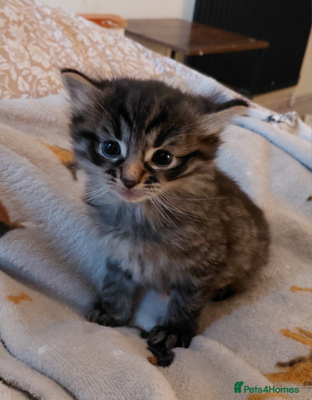 Mixed Breed cats for sale: Gorgeous fluffy kitties - Advert 5