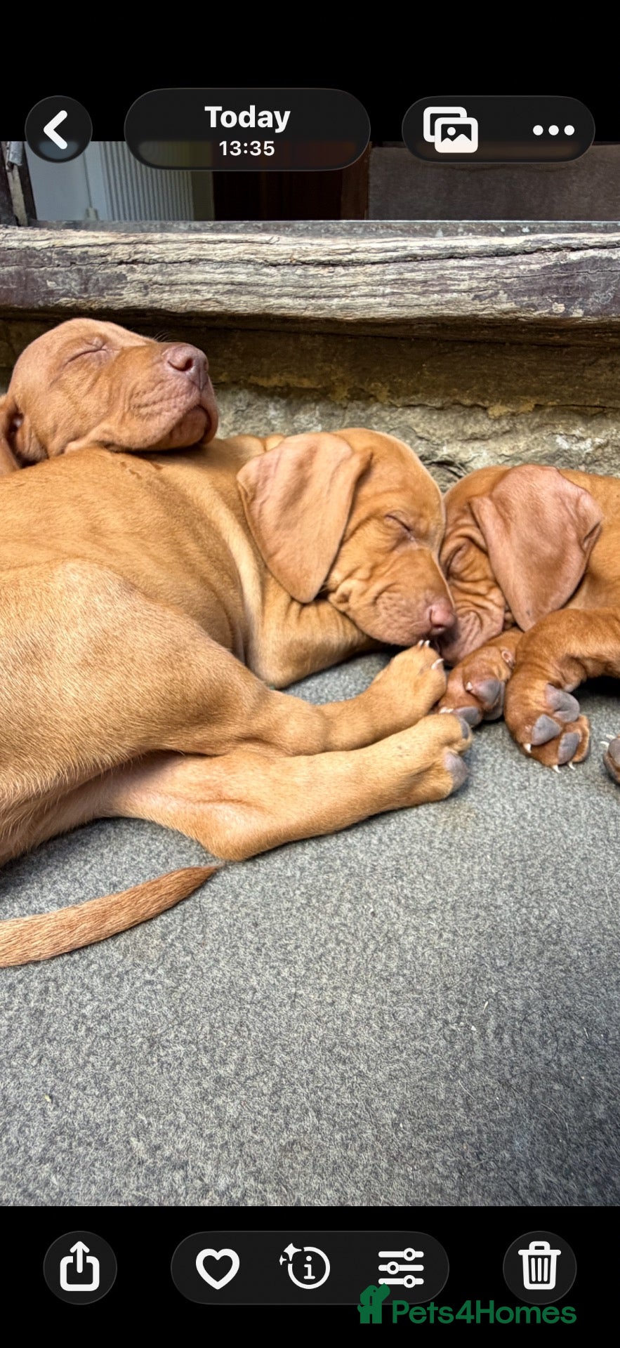 Hungarian Vizsla dogs Ready next weekend Beautiful litter.  - Advert 16