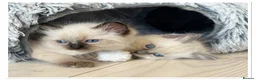 Ragdoll cats for sale: 4 Stunning male pure ragdoll kittens  - Advert 6