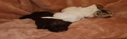 Cocker Spaniel dogs for sale: Working cocker spaniel puppies  - Advert 11