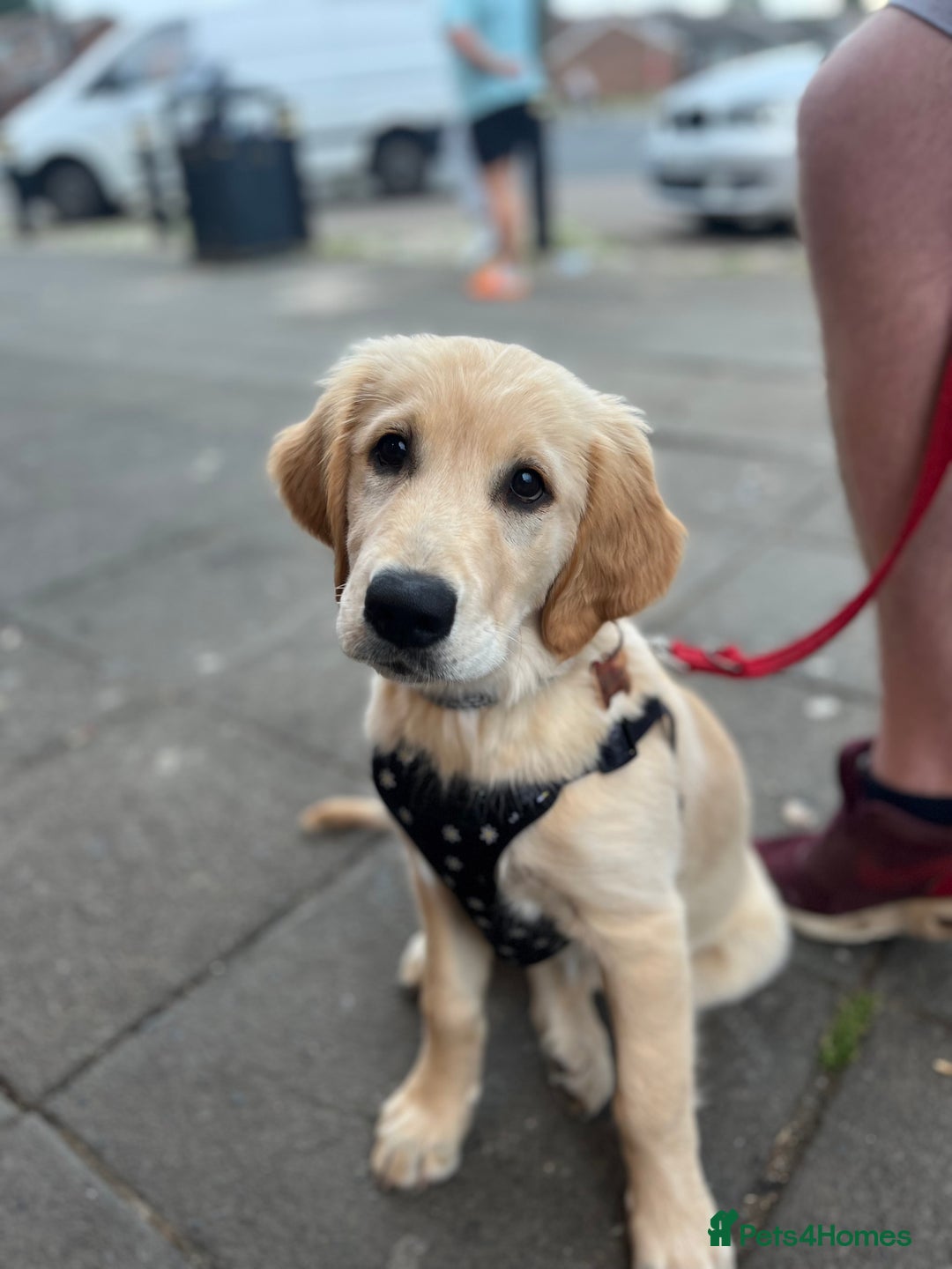 Golden Retriever dogs for sale: Golden retriever puppies - Image 1