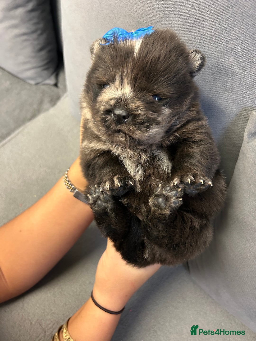 Chow Chow dogs for sale: Chow chow puppies for sale  - Image 6
