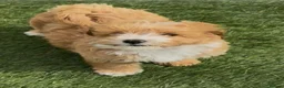 Poochon dogs for sale: Beautiful Poochon Puppies  - Advert 2