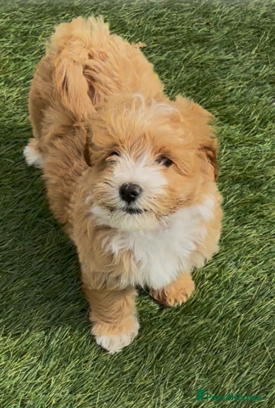 Poochon dogs for sale: Beautiful Poochon Puppies  - Advert 2