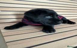 Mixed Breed dogs for sale: Labrador/German Shepherd  - Image 3