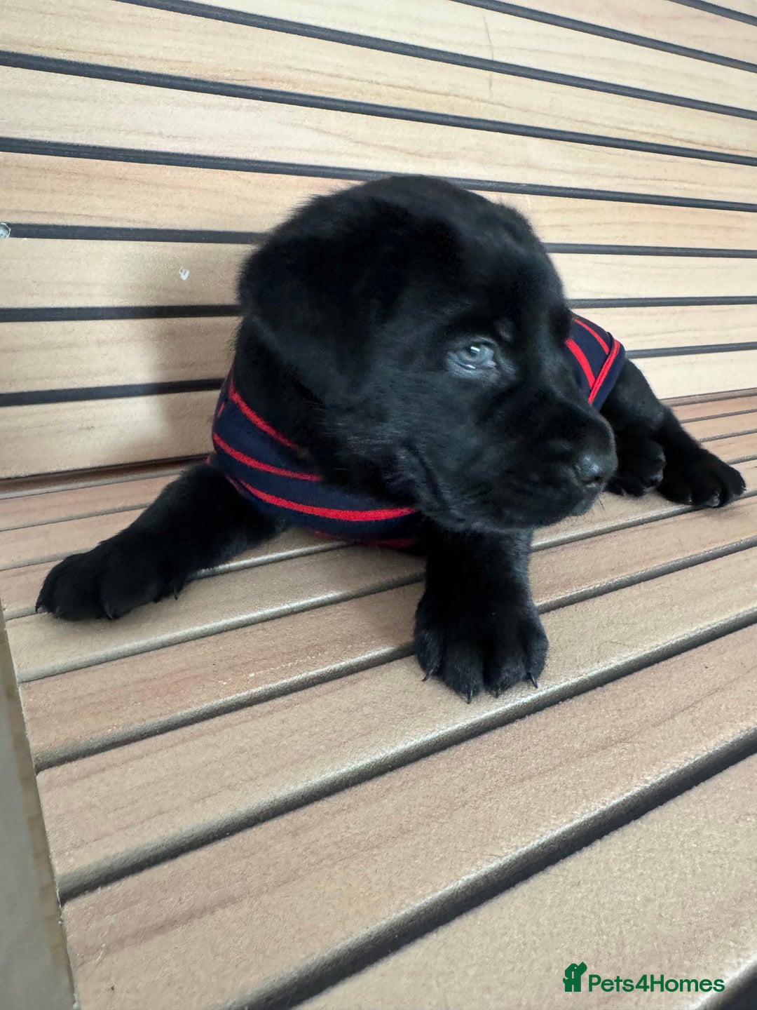 Mixed Breed dogs for sale: Labrador/German Shepherd  - Image 3