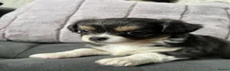 Chihuahua dogs for sale: KC LONG HAIRED CHIHUAHUA  - Advert 11