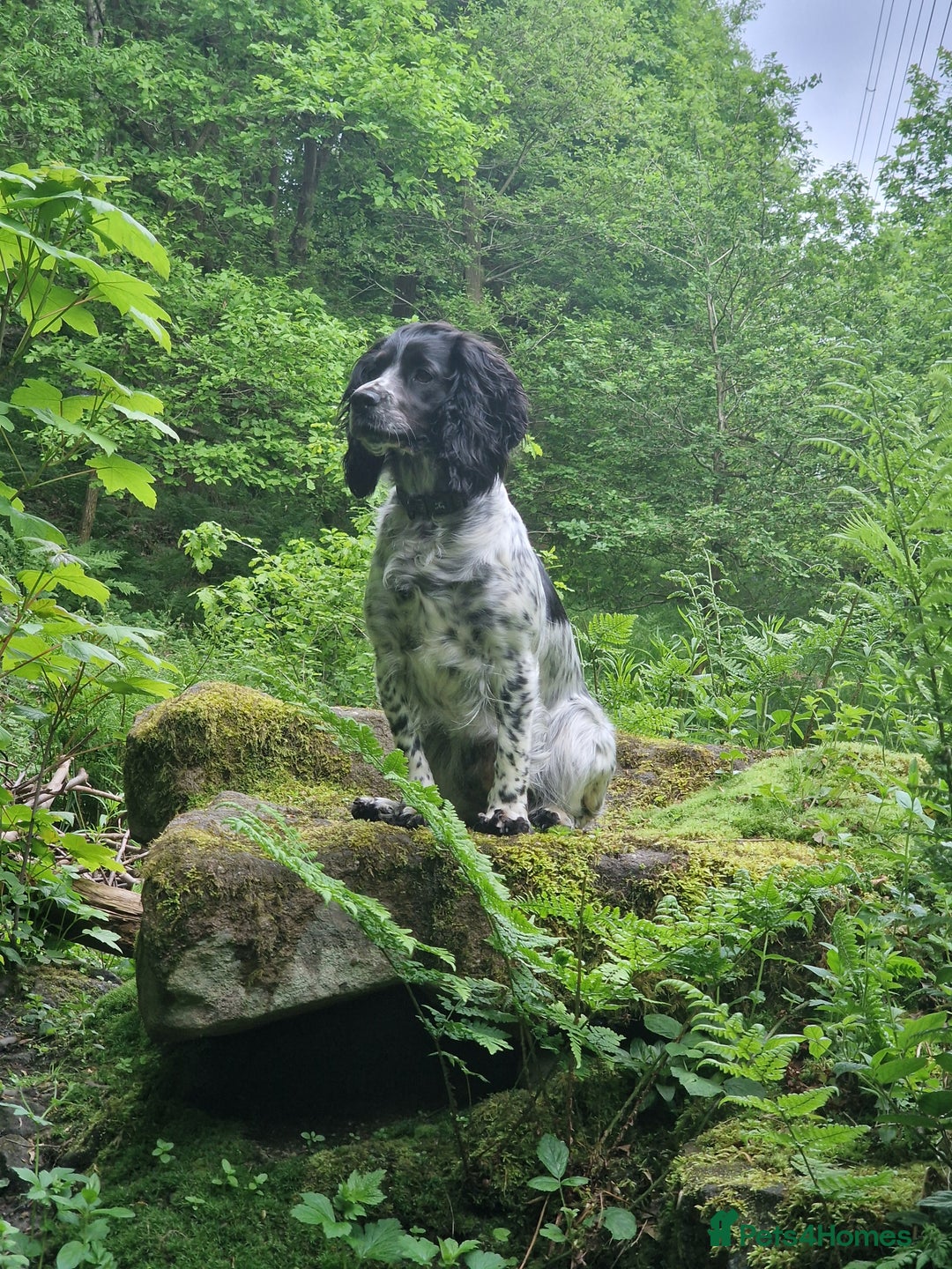 Cocker Spaniel dogs for sale: KC registered, health tested particolour litter - Advert 4