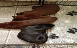 Labrador Retriever dogs for sale: Labrador puppies looking for their forever home. - Image 4