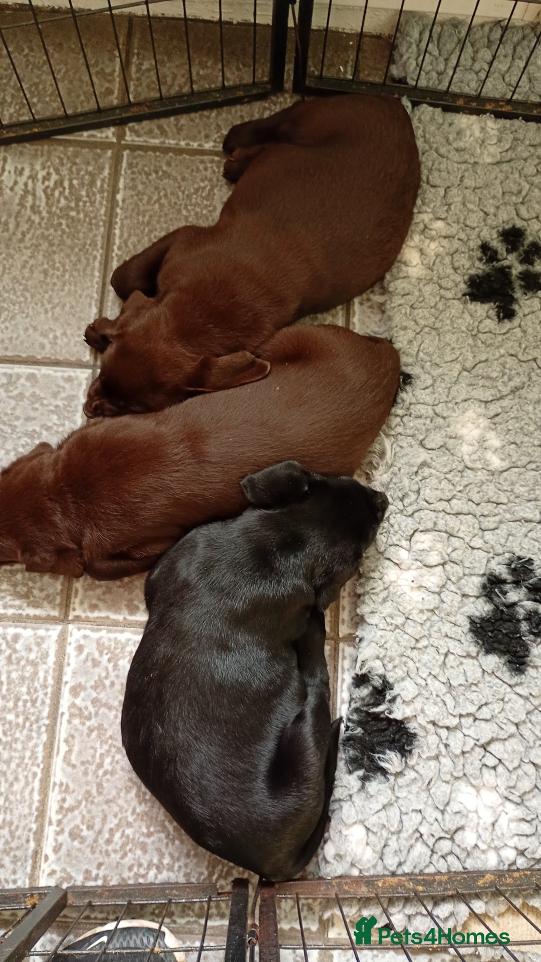 Labrador Retriever dogs for sale: Labrador puppies looking for their forever home. - Image 4