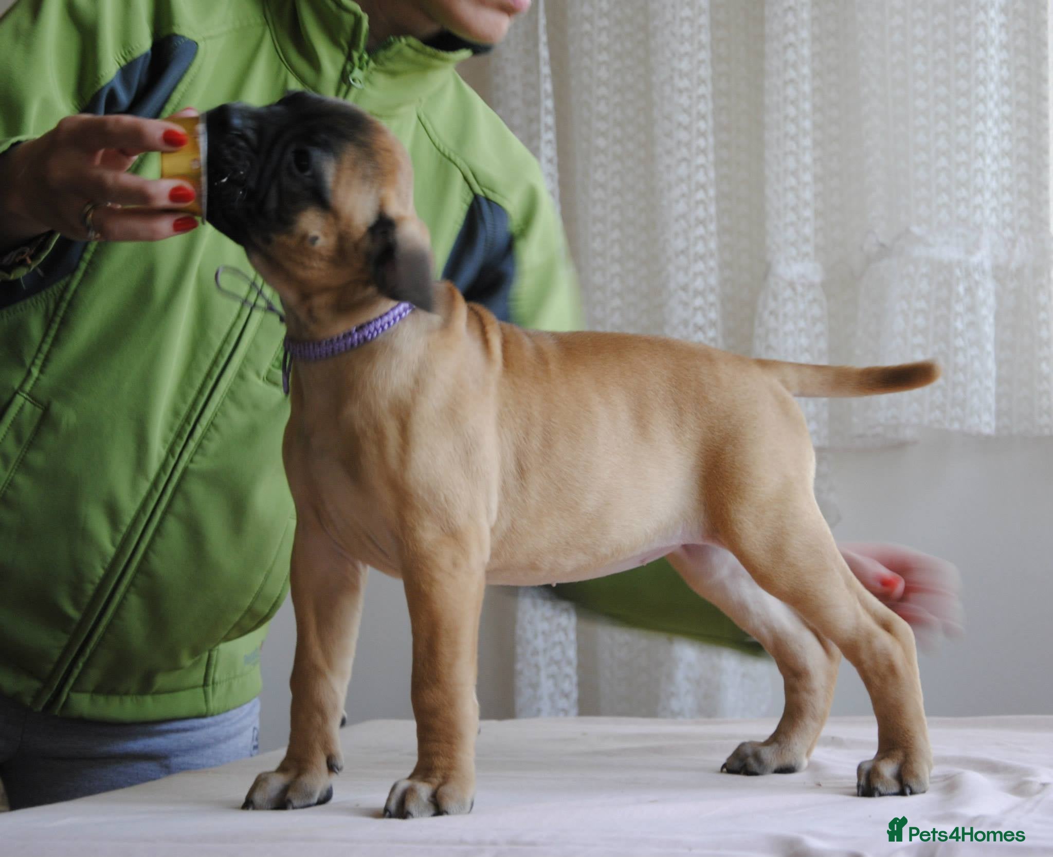 Bullmastiff dogs Bullmastiff puppies available for new homes... - Advert 2