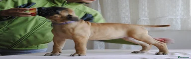 Bullmastiff Puppy 6